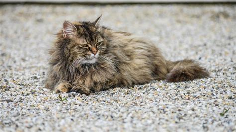 毛長|猫の長毛種7選！ 長毛種の飼い方・お手入れ方法につ。